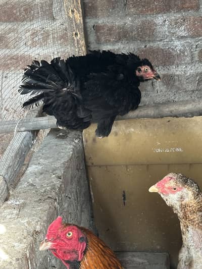 Aseel kurak hen for sale 03234238283