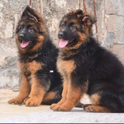 German Shepherd puppy | Long Coat puppies | Dog For Sale | GSD