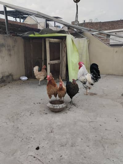 Eag laying hens and common white Red eyes pair