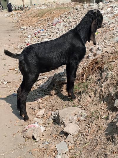 Beetal goat