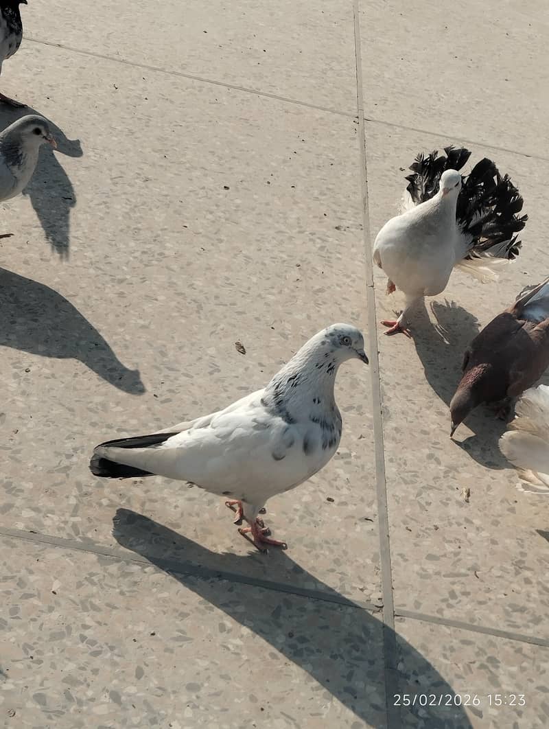 pigeons 0