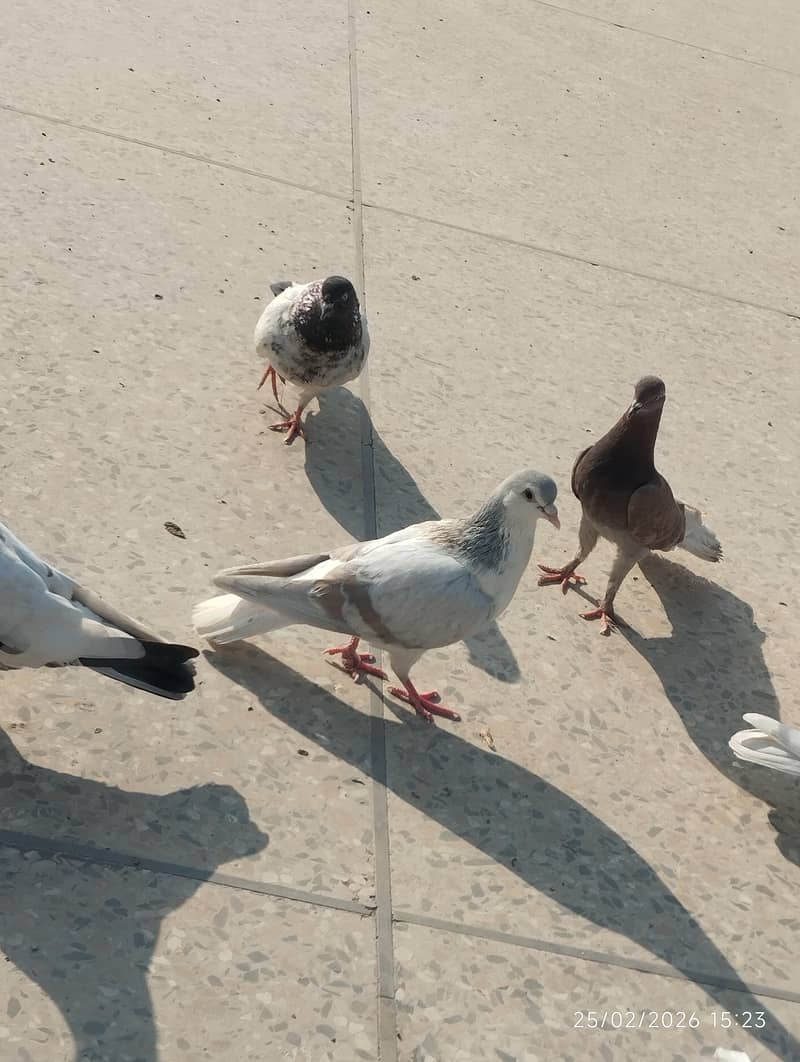pigeons 1