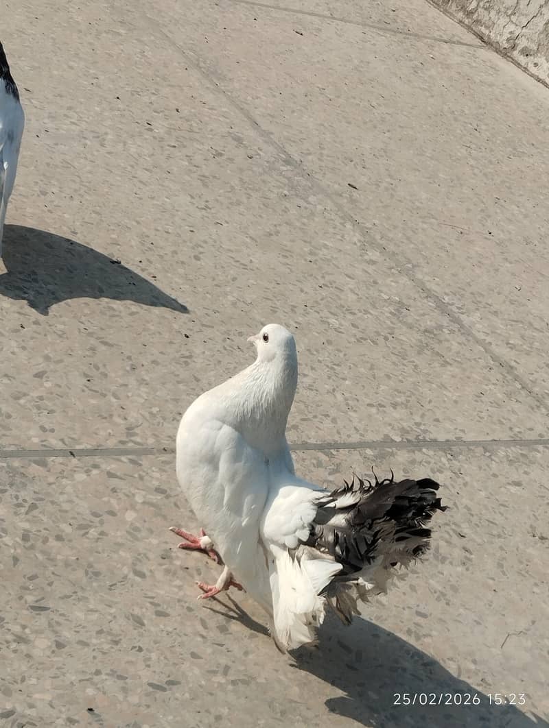 pigeons 2