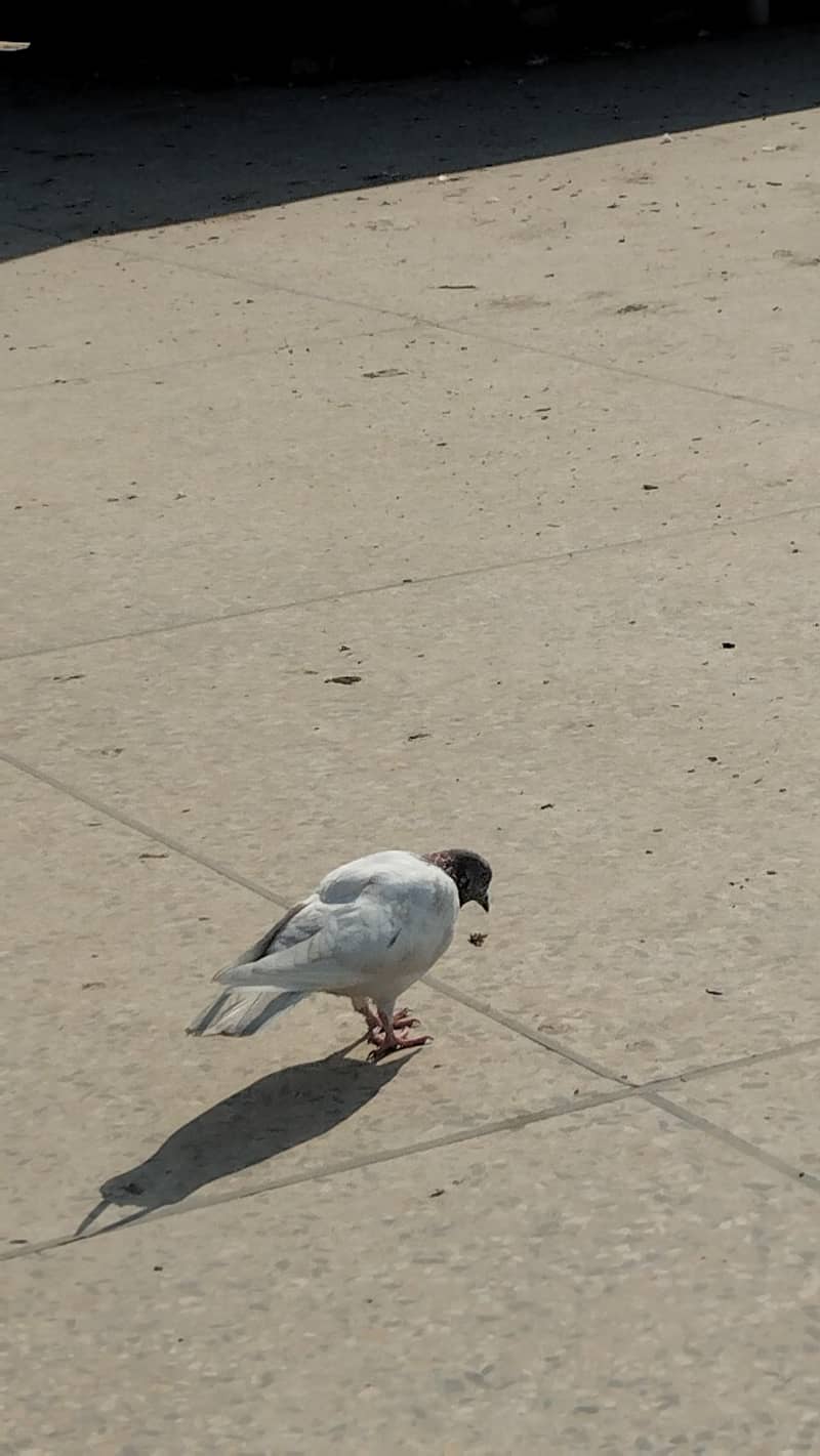 pigeons 6