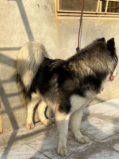 Husky available for stud