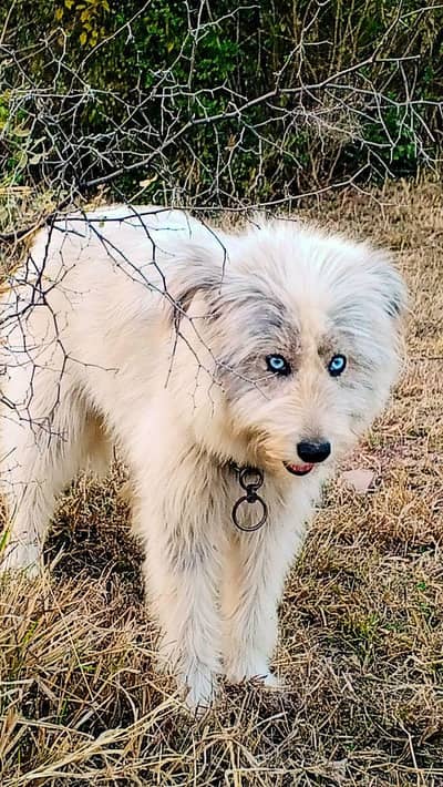 husky kros famlie dogs breeder famile