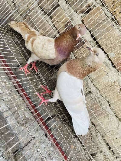 Breeder Pairs available high Quality