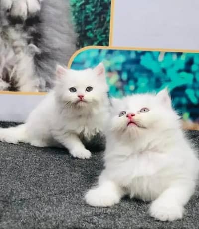 Persian female kitten for sale My WhatsApp number 03 25 022 67 56