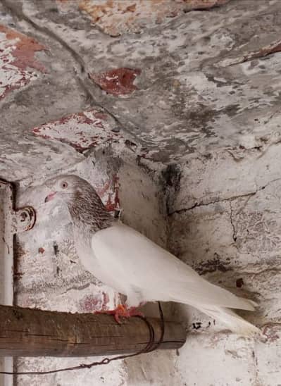 teddy surkha lakha 3 males