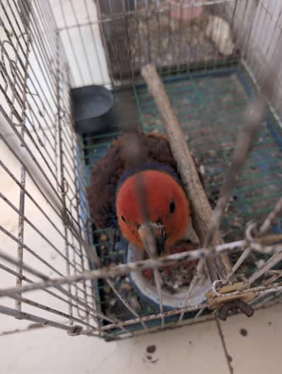 Female handtamed good talking