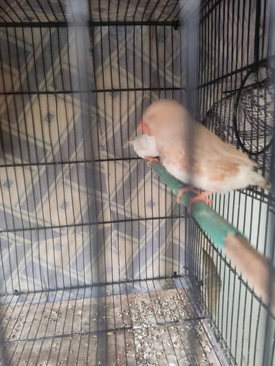 Light Back Half Orange pair