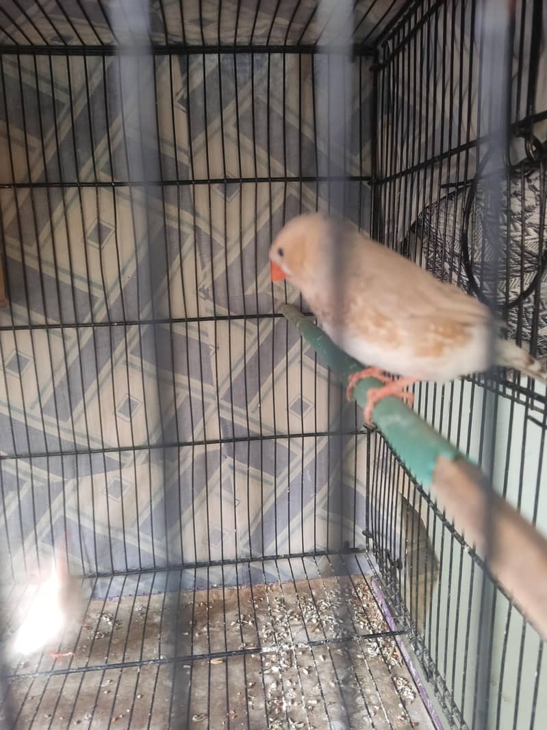 Light Back Half Orange pair 1