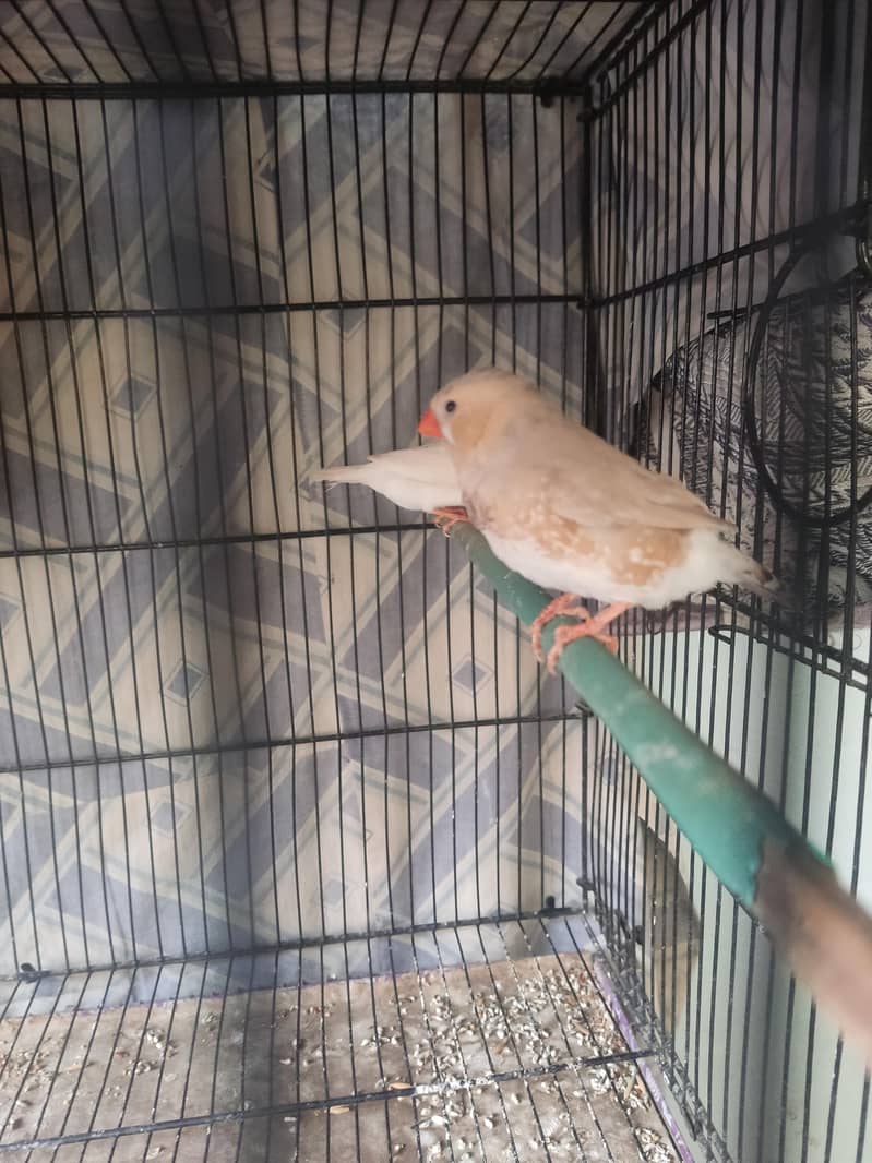 Light Back Half Orange pair 2