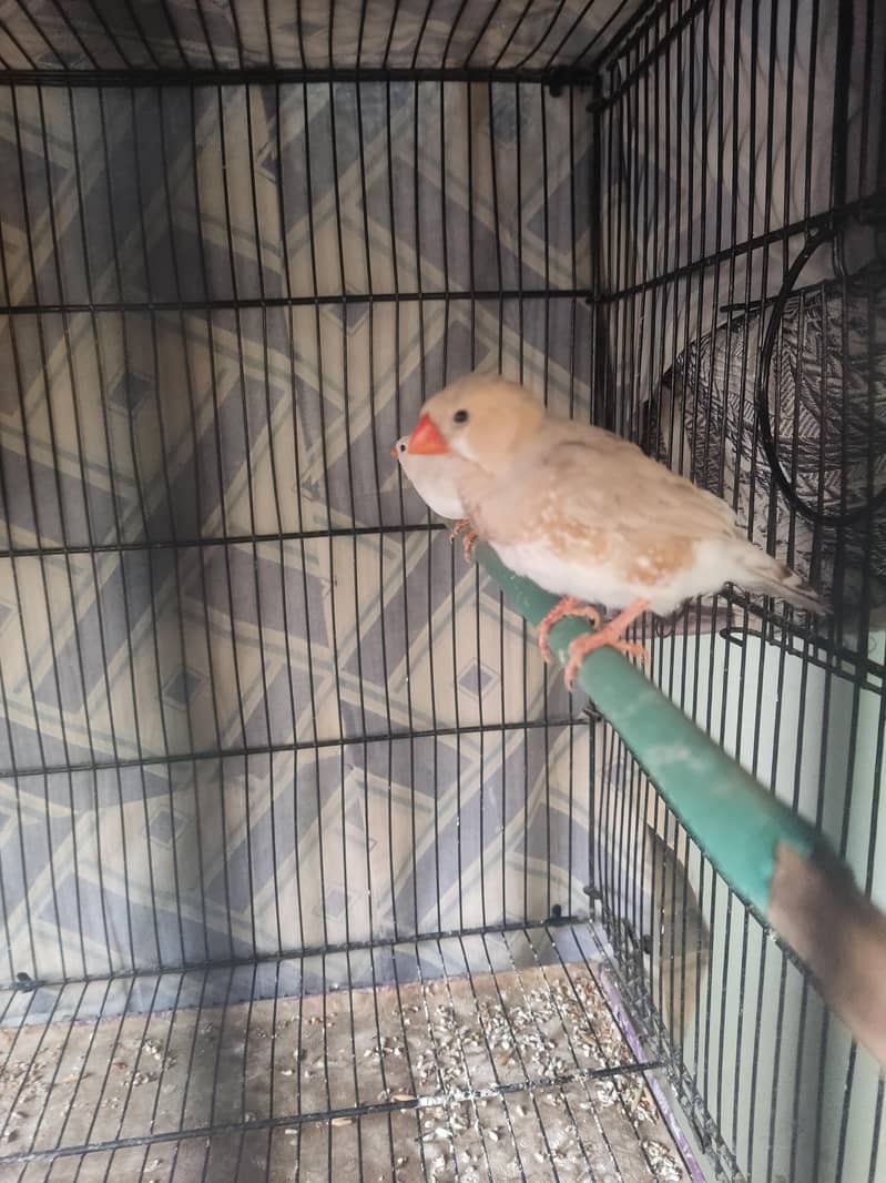 Light Back Half Orange pair 4