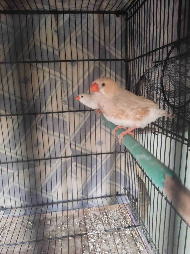 Light Back Half Orange pair 5