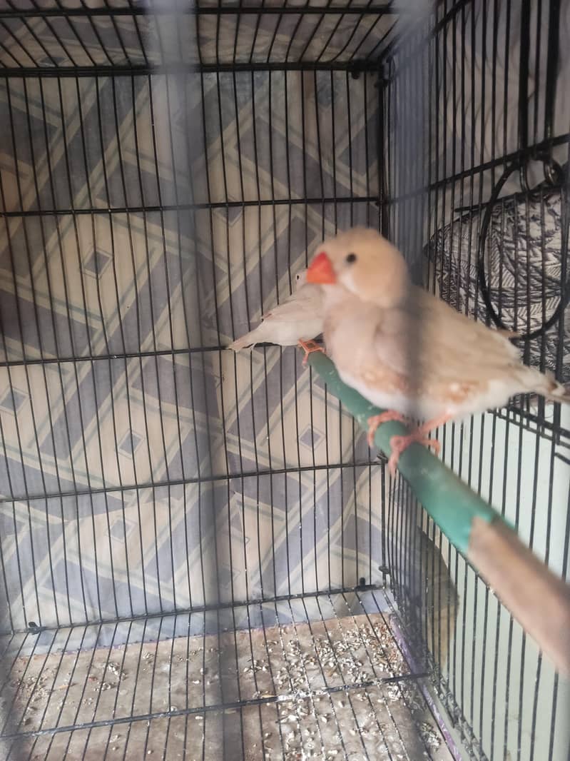 Light Back Half Orange pair 6