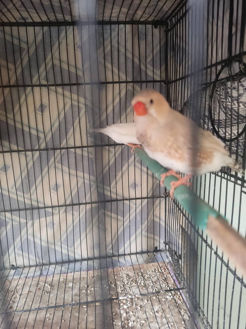 Light Back Half Orange pair 7