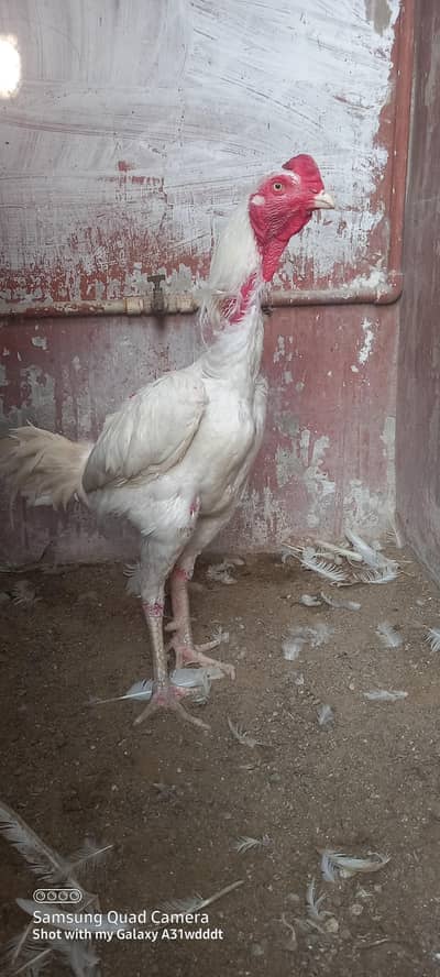 heera aseel breeder male