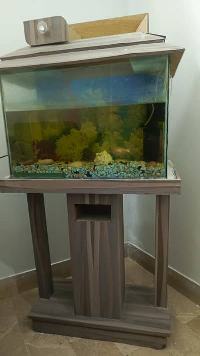 new aquarium with wooden frame