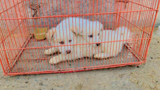 pair male female  full white dog ha