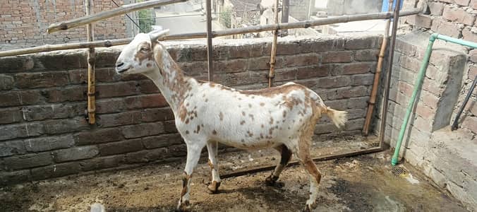 ghaban bakri