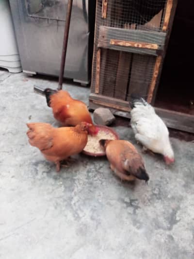 Bentum pair ready to breed 2 pair available