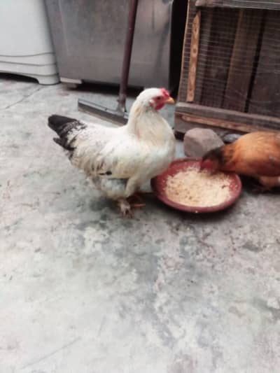 Bentum male /incubator or assecories