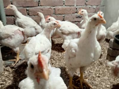 Broiler chicken ghar me pali hoi