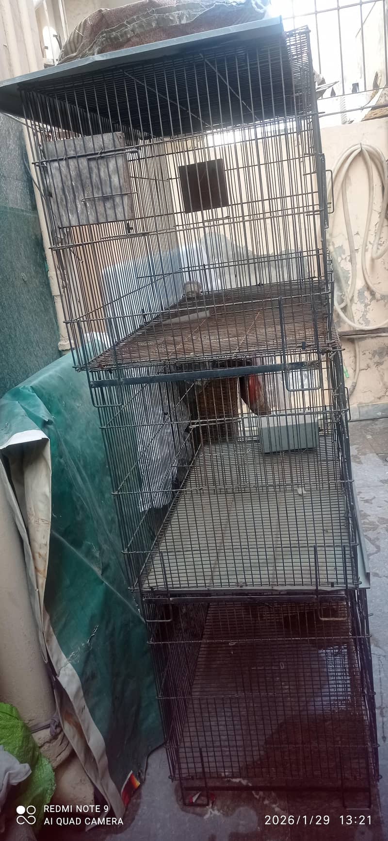 4 cages 1