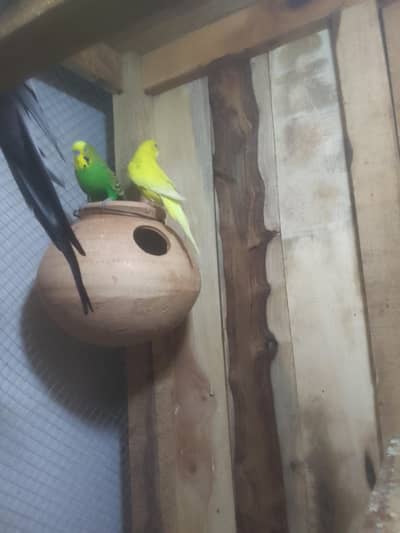 Budgies pair 3 breeder pair garnet wala pair ha confirm breeder