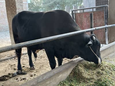  Premium Qurbani Bull for Eid ul Adha – Strong, Healthy & Heavy 