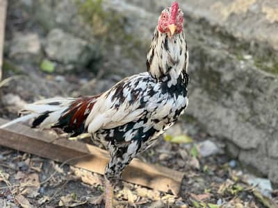 Aseel cheena patha. . salata patha. . . lakha patha and heere bangum madi