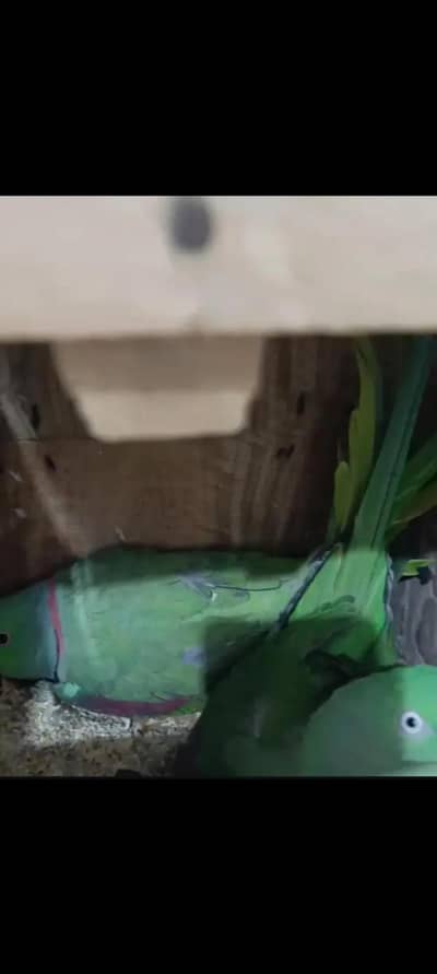 Mashallah Breeder pair Hai female hand tem hai Ek Bhi Diye Hue Hain To