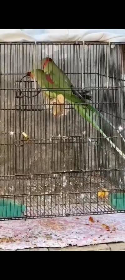 Mashallah Breeder pair Hai female hand tem hai