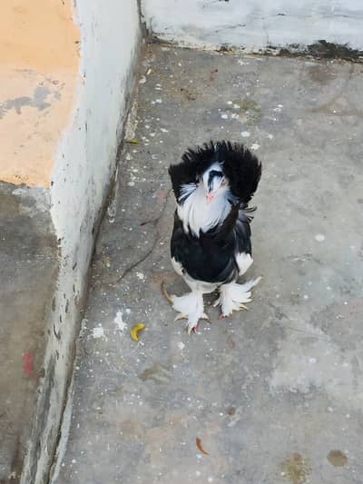 Naqab posh breeder pair .