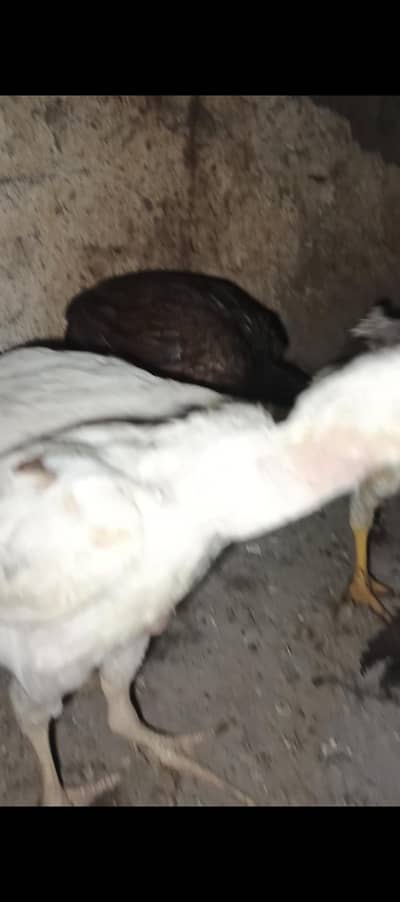 aik murghii or 10 pure aseel bred k bachy  6 pure white aseel