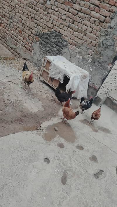Egg Laying Hens for Sale