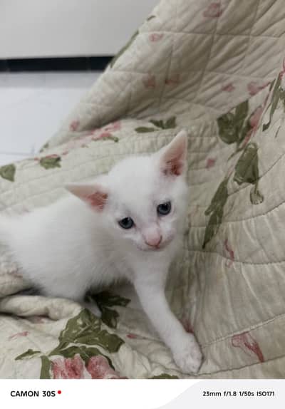 pure Persian pregnant female