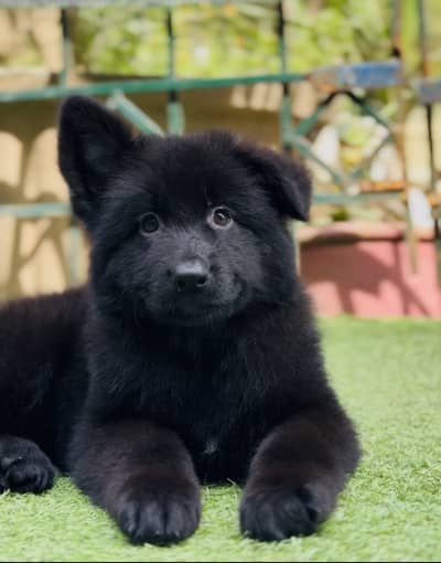 Pedigree Black German shepherd puppies available