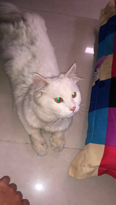White Persian Male Cat