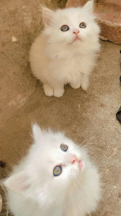 Adorable Persian Kitten For Sale