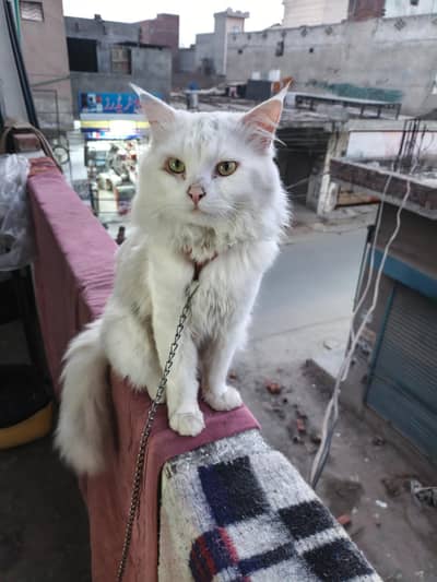 Healthy Male Cat 14 Months Friendly & Home Raised Whatsapp 03475221016