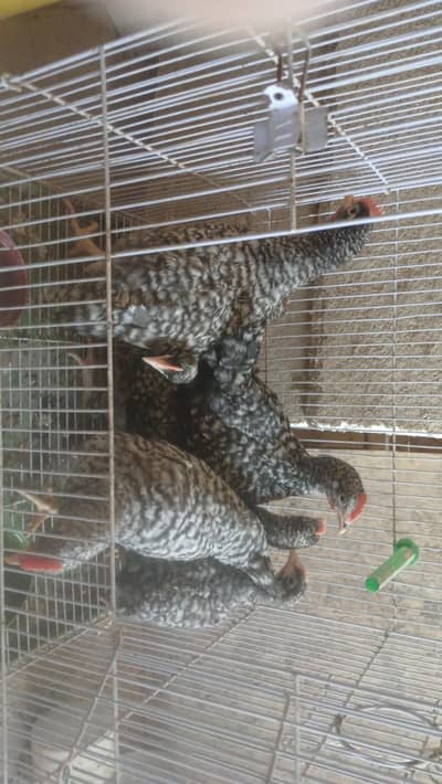 plymouth and misri chicks available