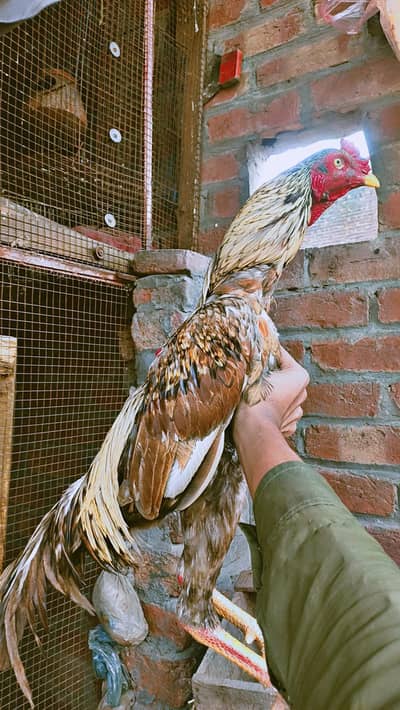 Aseel murga for sale