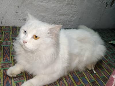 persian cat male exchange