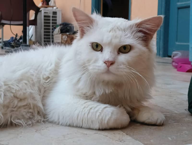 Persion Cat 1