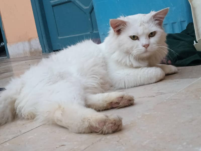 Persion Cat 2