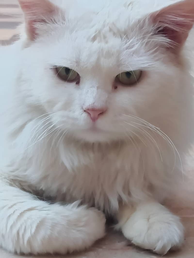 Persion Cat 4