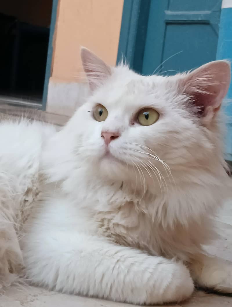 Persion Cat 5