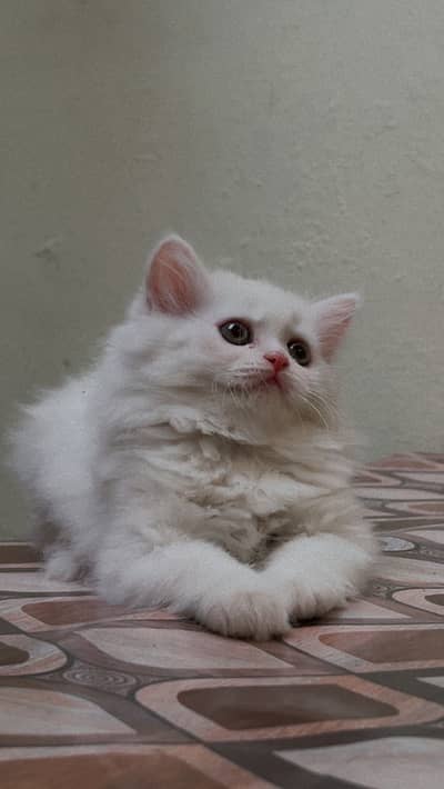 Persian female kitten for sale